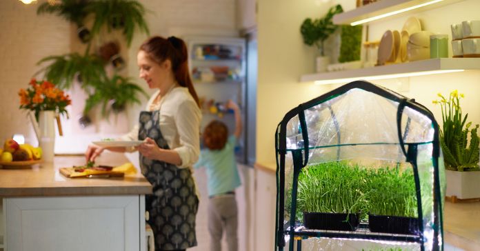 Different Types of Food Products You Can Grow Indoors