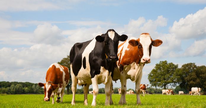Tips First-Time Dairy Farmers Should Know