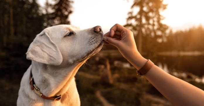 How Training Your Dog Benefits Them Mentally and Physically