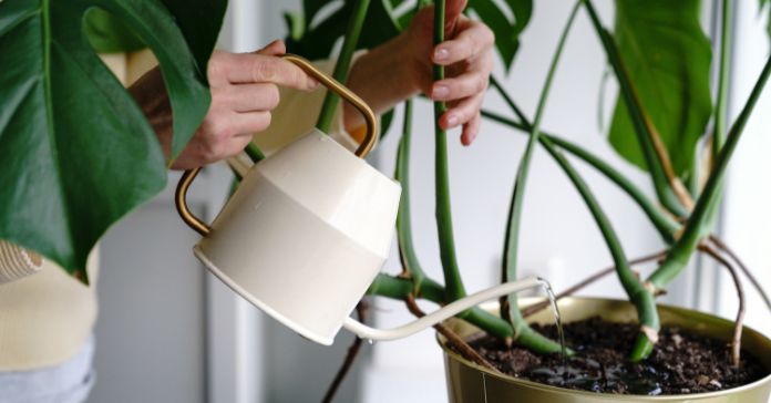 The Differences Between Indoor and Outdoor Plants