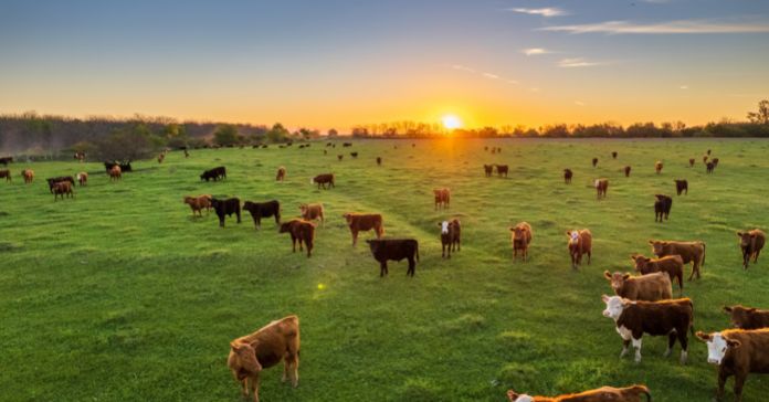 The Best Ways To Care for and Handle Your Cattle
