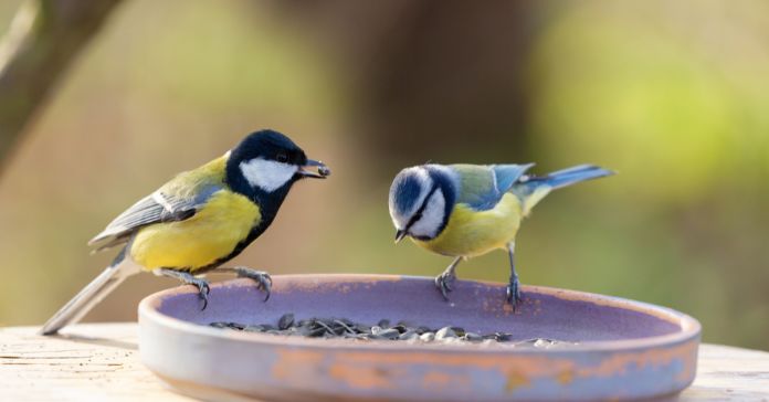 What To Feed Wild Birds Throughout the Seasons