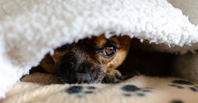 Ways To Help Your Pet With Its Storm Anxiety