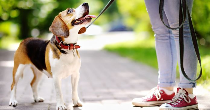 Helpful Tips To Consider When Walking Your Dog