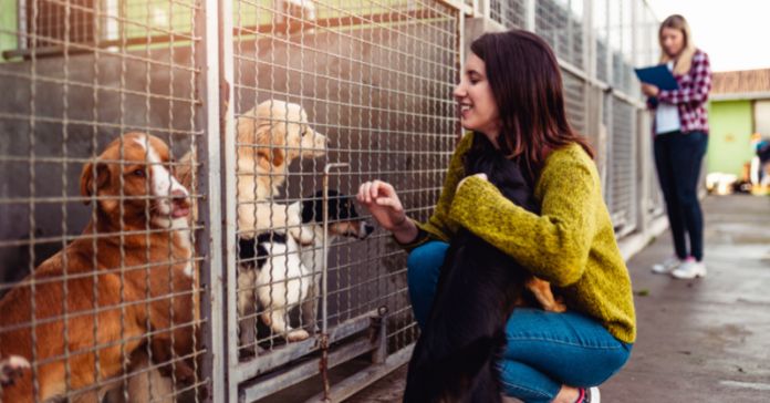Things To Consider Before Adopting Animals